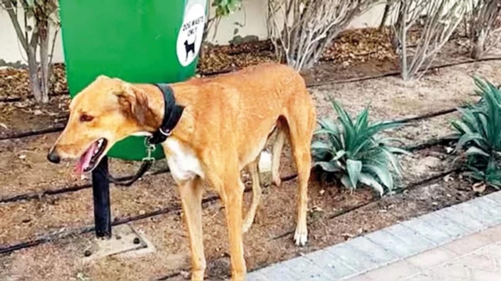 Savaş paniği Dubai’de terk edilmiş can dostlarıyla sonuçlandı: Köpekler direğe bağlandı, kediler kutulara bırakıldı
