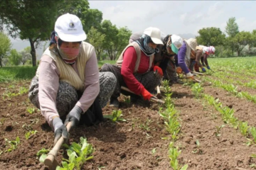 81 ile talimat gitti! Mevsimlik tarım işçileri için yeni düzenleme