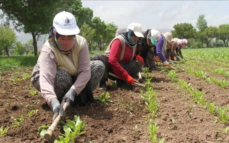 81 ile talimat gitti! Mevsimlik tarım işçileri için yeni düzenleme 1 adsiz tasarim 2026 03 15t140907186 0zkSrb