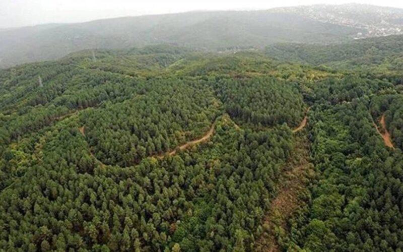 İzmir'de ormanlara giriş yasağı başladı: 31 Ekim'e kadar sürecek 1 Izmir Valiligi Nden Ormanlik Alanlara Giris Yasagi O6i1QW