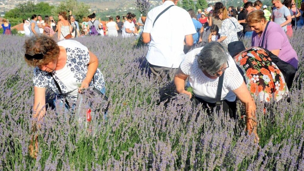 İzmir Son Dakika Haberleri 15 Seferihisar mor renklere bürünecek: 11’inci Lavanta Hasat Şenliği