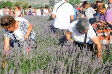 Seferihisar mor renklere bürünecek: 11’inci Lavanta Hasat Şenliği