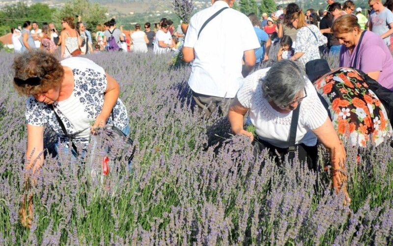 Seferihisar mor renklere bürünecek: 11'inci Lavanta Hasat Şenliği 1 lavanta hasat 1 gJ24gh